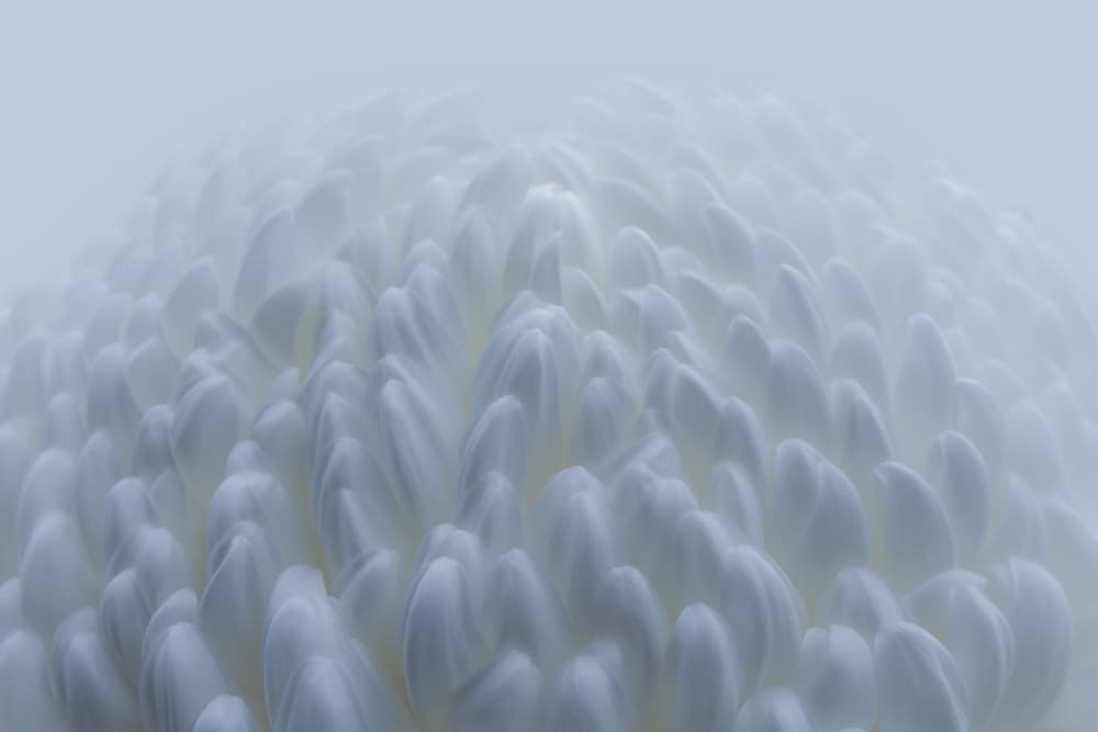 Ethereal White Flower by Satoshi Hatsumori — canvas wall art