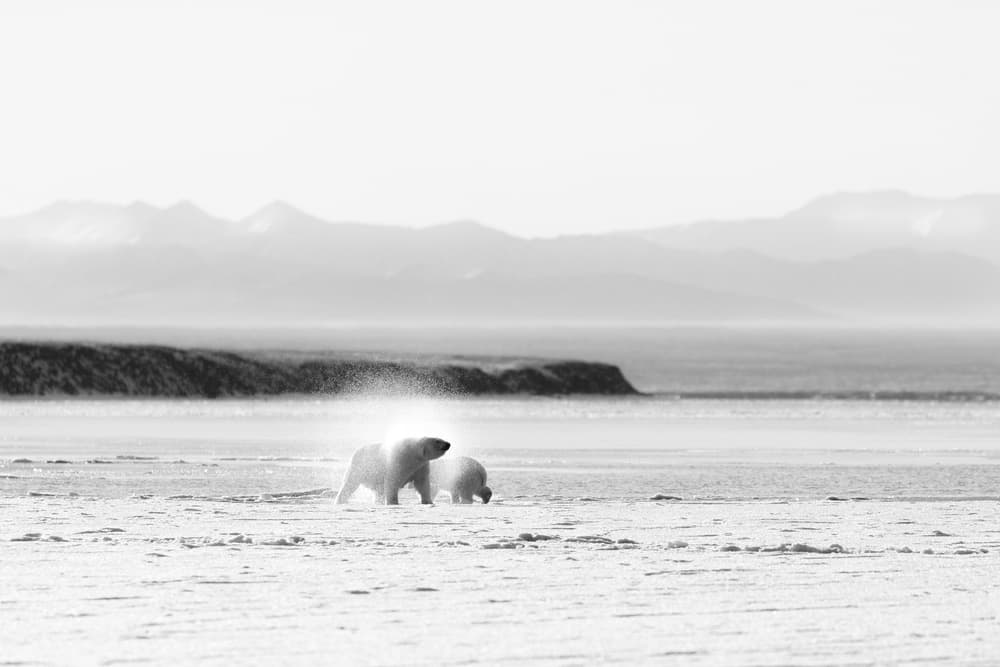 Arctic Polar Bear Family by Eiji Itoyama — canvas wall art