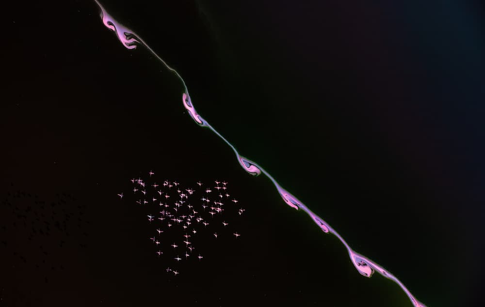 Abstract Pink Flamingos by Siyu_Wei APA — canvas wall art