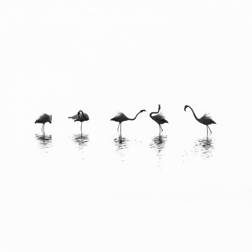 Elegant Flamingos Wading by Thomas de Franzoni — canvas wall art
