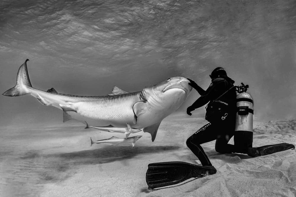 Diver and Tiger Shark by Jennifer Lu — canvas wall art