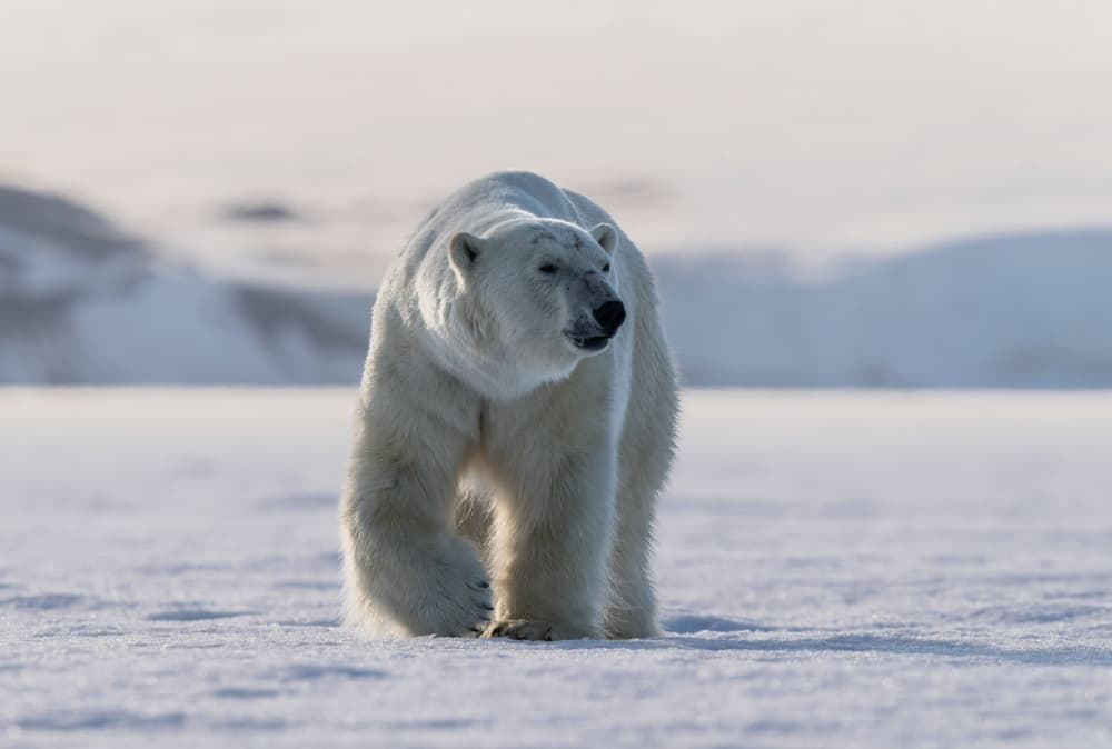Arctic Wanderer by Manish Nagpal — canvas wall art
