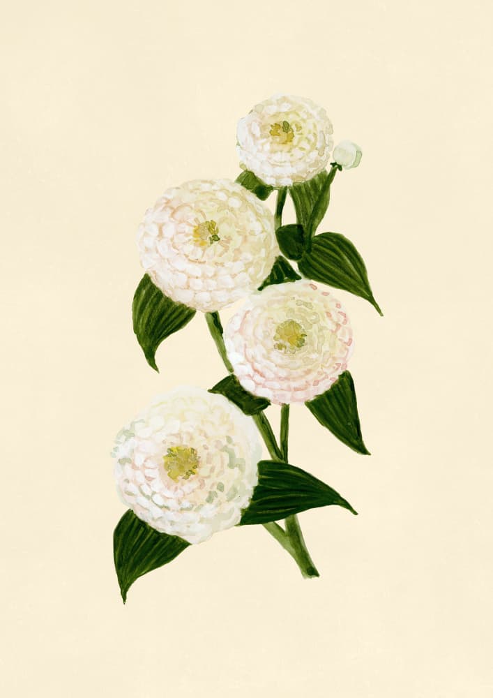 Elegant White Blooms by Rosana Laiz Blursbyai — canvas wall art