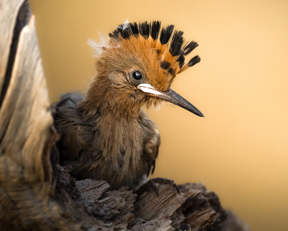 Golden Hoopoe Bird by Ahmed Sobhi — canvas wall art