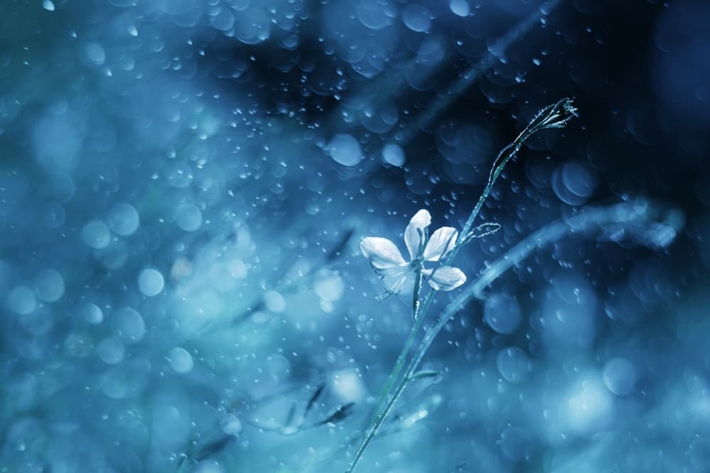 Ethereal Blue Bloom by Delphine Devos — canvas wall art