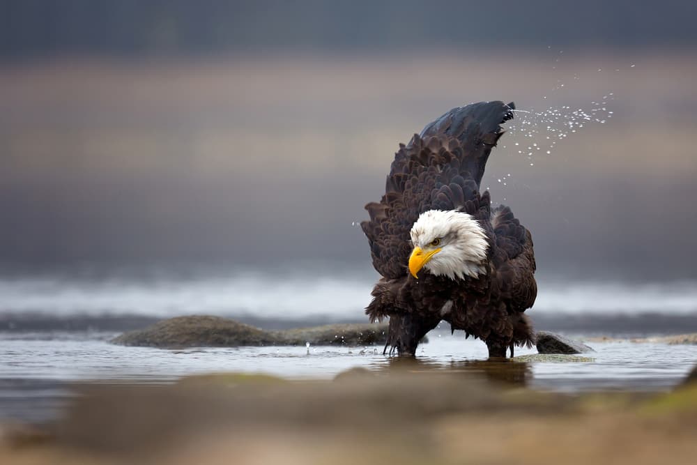 Bald Eagle Splashing by Milan Zygmunt — canvas wall art