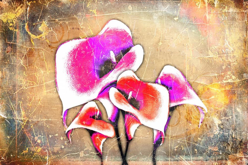 Artistic Calla Blooms by Rafal Kulik — canvas wall art