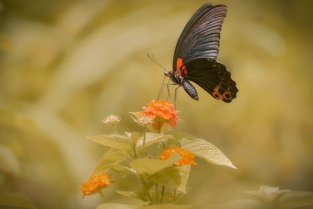 Orange Blossom Butterfly by MingLun Tsai (蔡明倫) — canvas wall art