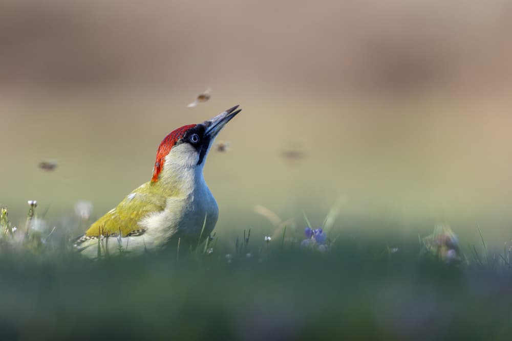 Green Woodpecker Hunting by Marco Redaelli — canvas wall art