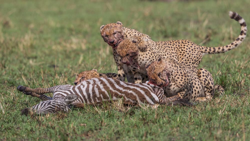 Cheetahs Feast on Zebra by Alessandro Catta — canvas wall art