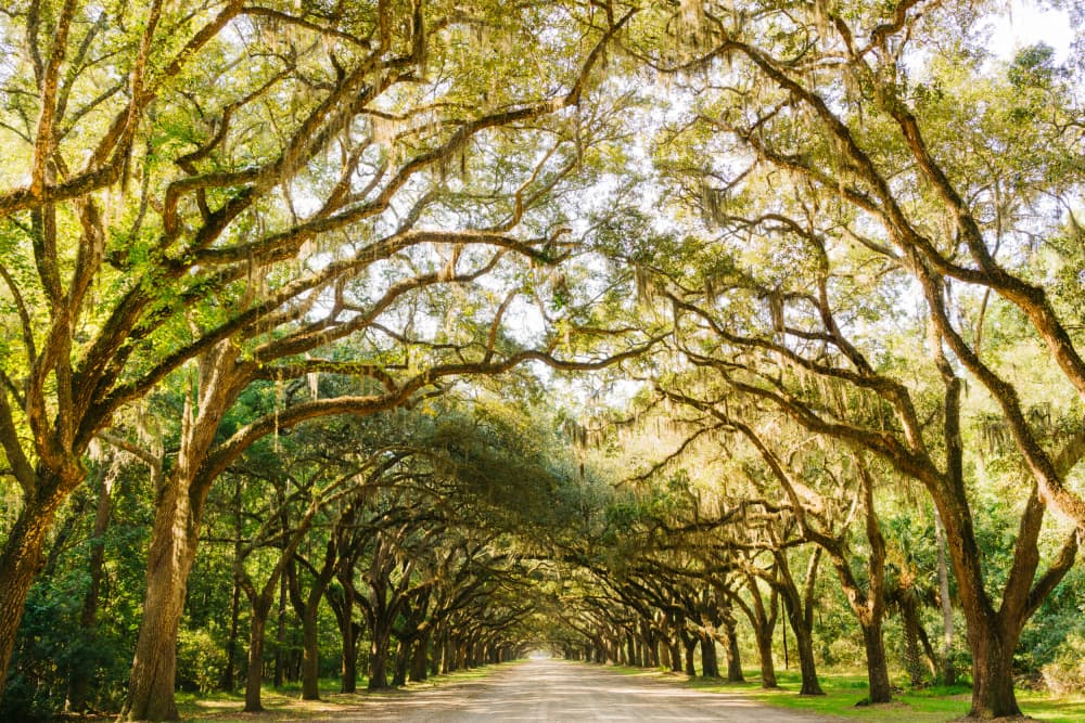 Southern Oak Avenue by Bethany Young — canvas wall art