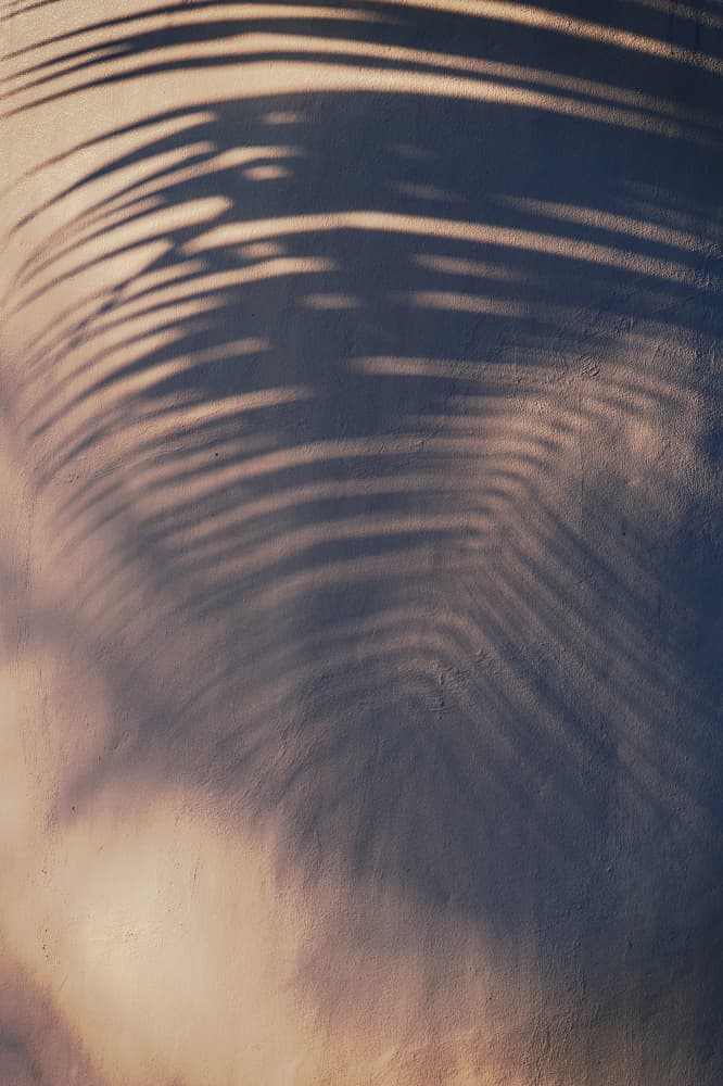 Palm Frond Shadows by Tim Mossholder — canvas wall art