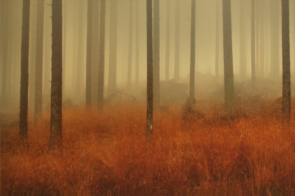 Misty Autumn Forest by Jure Kravanja — canvas wall art