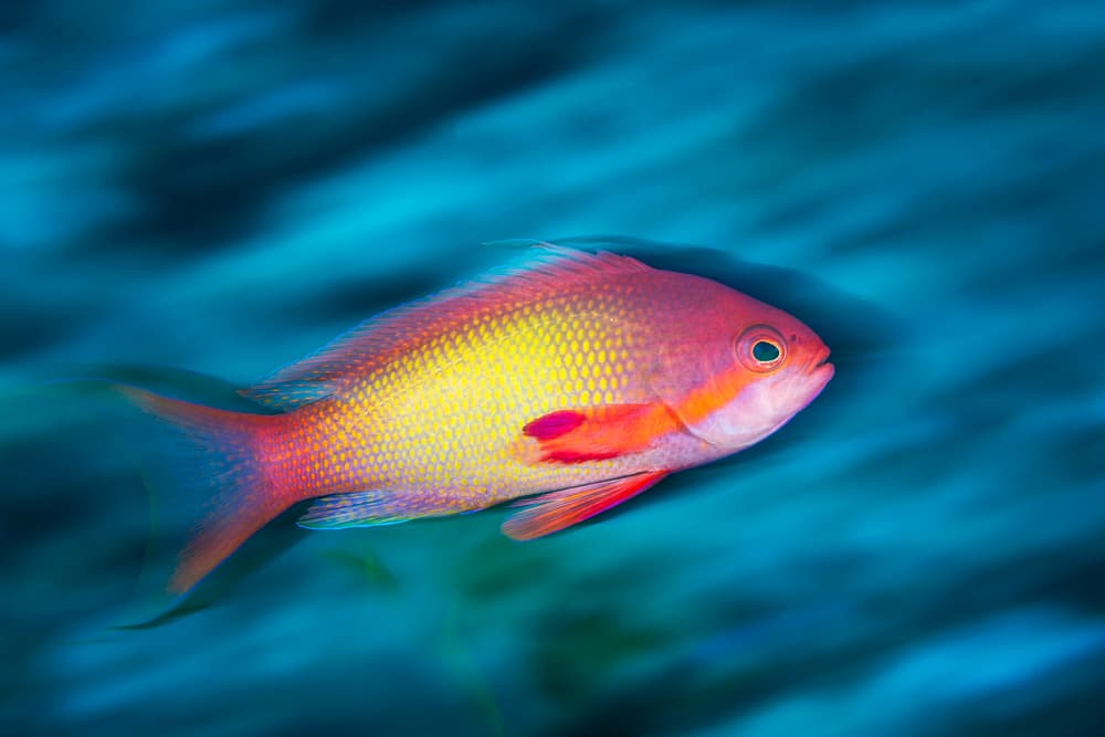 Vibrant Tropical Fish by Barathieu Gabriel — canvas wall art