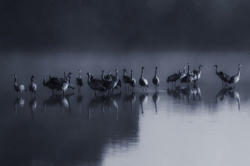 Cranes In Misty Water by David Manusevich — canvas wall art