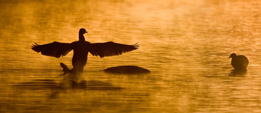 Golden Birds Silhouette by Alfred Forns — canvas wall art