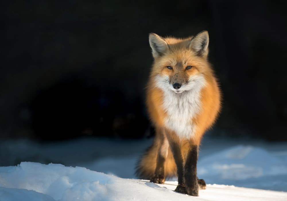 Watchful Red Fox by Susan Breau — canvas wall art