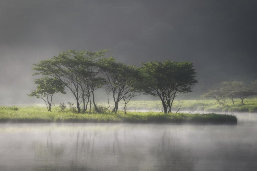Misty Morning Trees by K_Tsunoda — canvas wall art