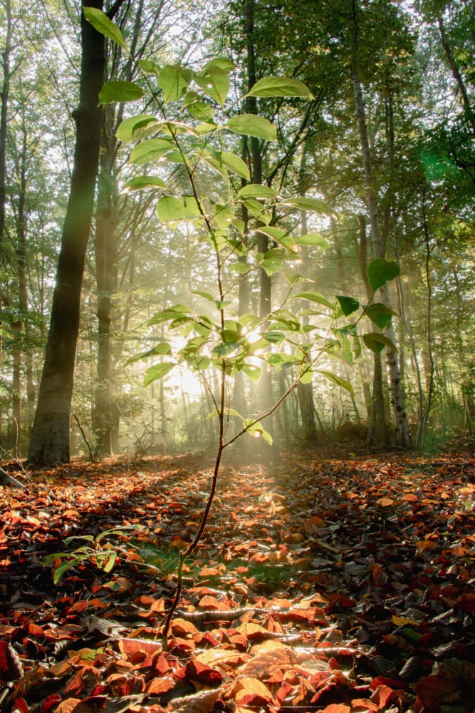 Sunlit Forest Sapling by Anke Sol — canvas wall art