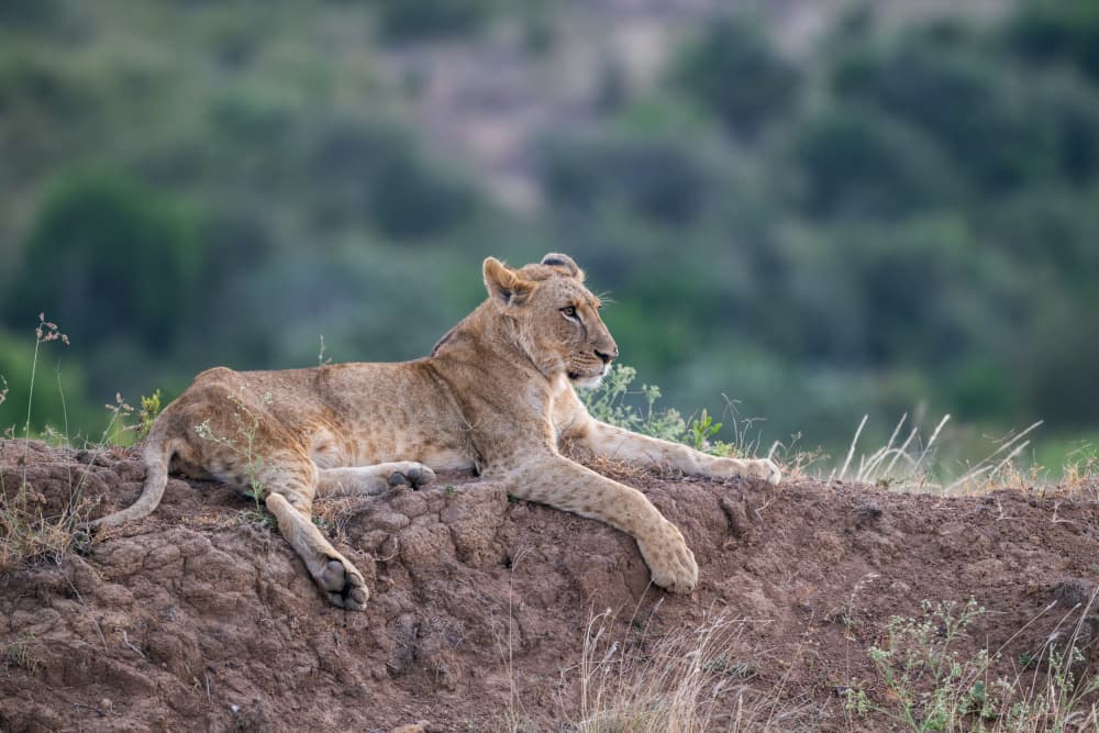 Resting Savanna Lioness by Bjoern Alicke — canvas wall art
