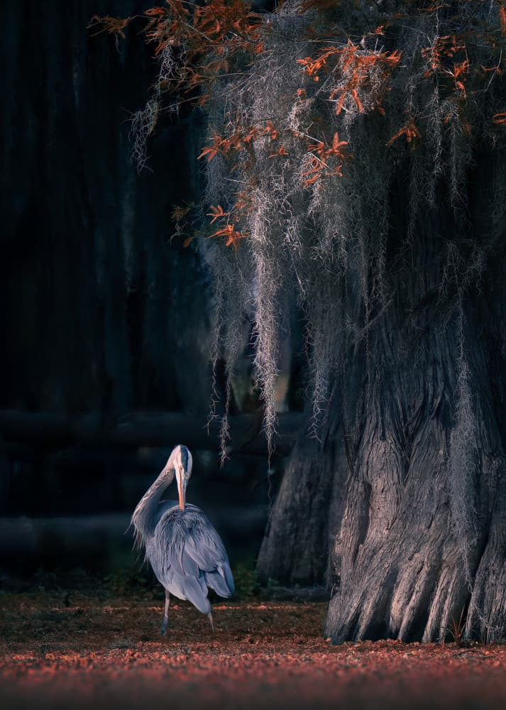Blue Heron Cypress Swamp by Vicki Lai — canvas wall art