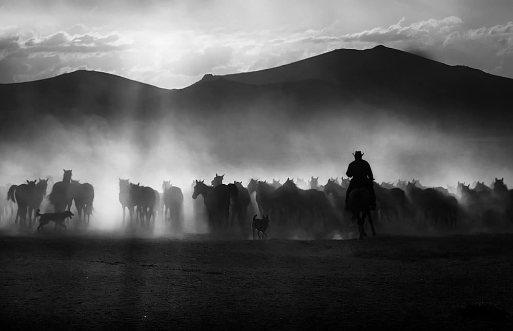 Cowboy Horse Drive by Emine Basa — canvas wall art