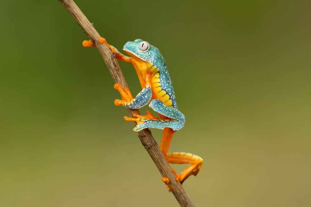 Vibrant Tree Frog by Milan Zygmunt — canvas wall art