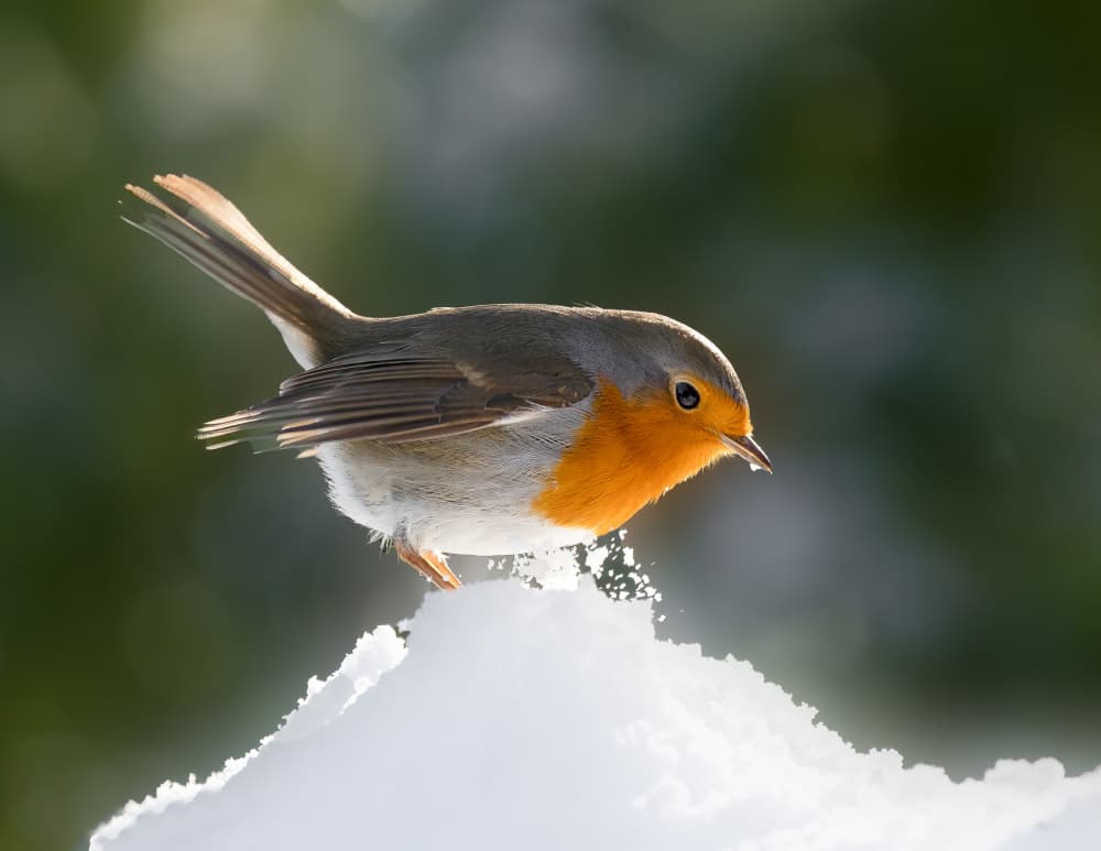 Bright Winter Robin by Annie Keizer — canvas wall art
