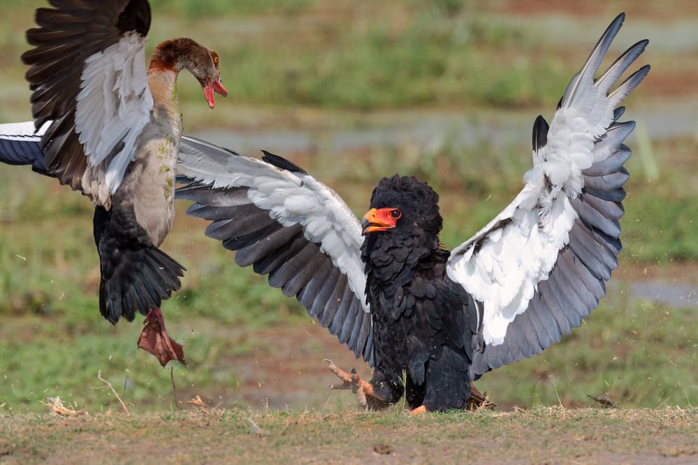 Bateleur Eagle Bird Fight by Jeffrey C. Sink — canvas wall art