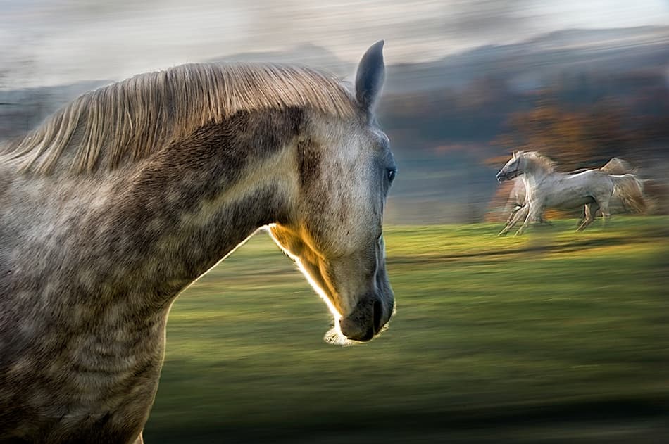 Wild Horses Running Free by Milan Malovrh — canvas wall art