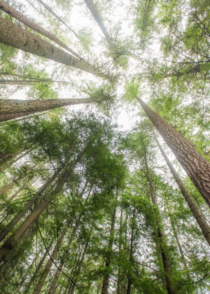Towering Forest Canopy by Lynann Colligan — canvas wall art