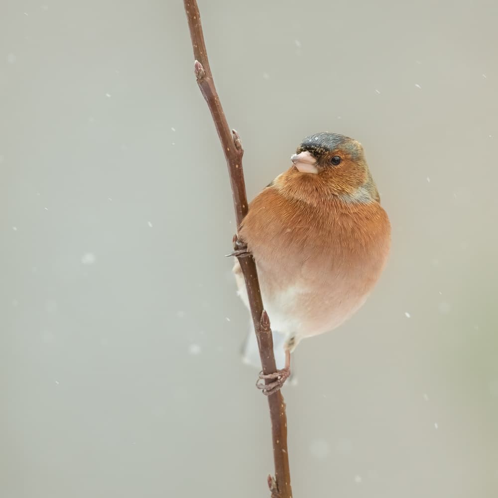 Winter Finch On Branch by Annie Keizer — canvas wall art