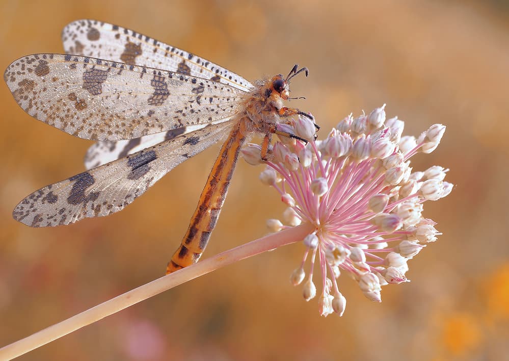 Delicate Antlion Bloom by Thierry Dufour — canvas wall art
