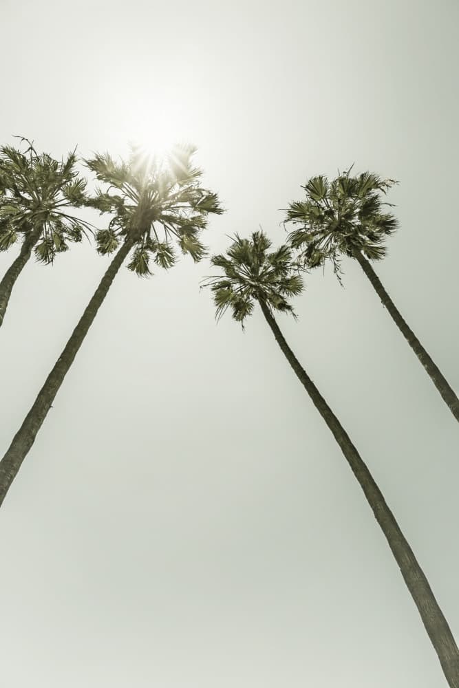 Sunny Palm Sky by Melanie Viola — canvas wall art