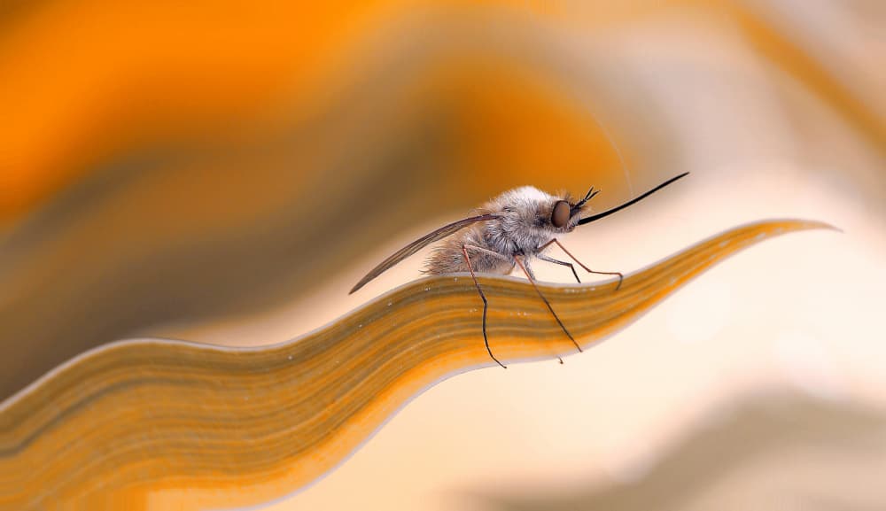 Fluffy Bee Fly Resting by Thierry Dufour — canvas wall art