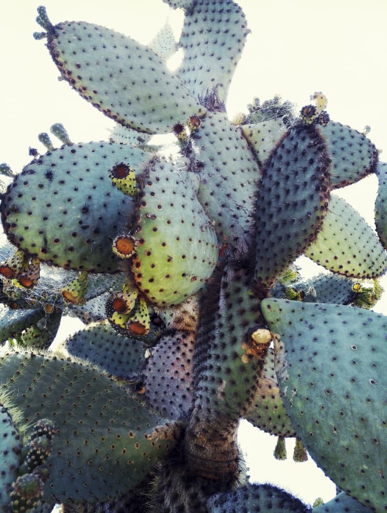 Prickly Pear Cactus by Angelo Cerantola — canvas wall art