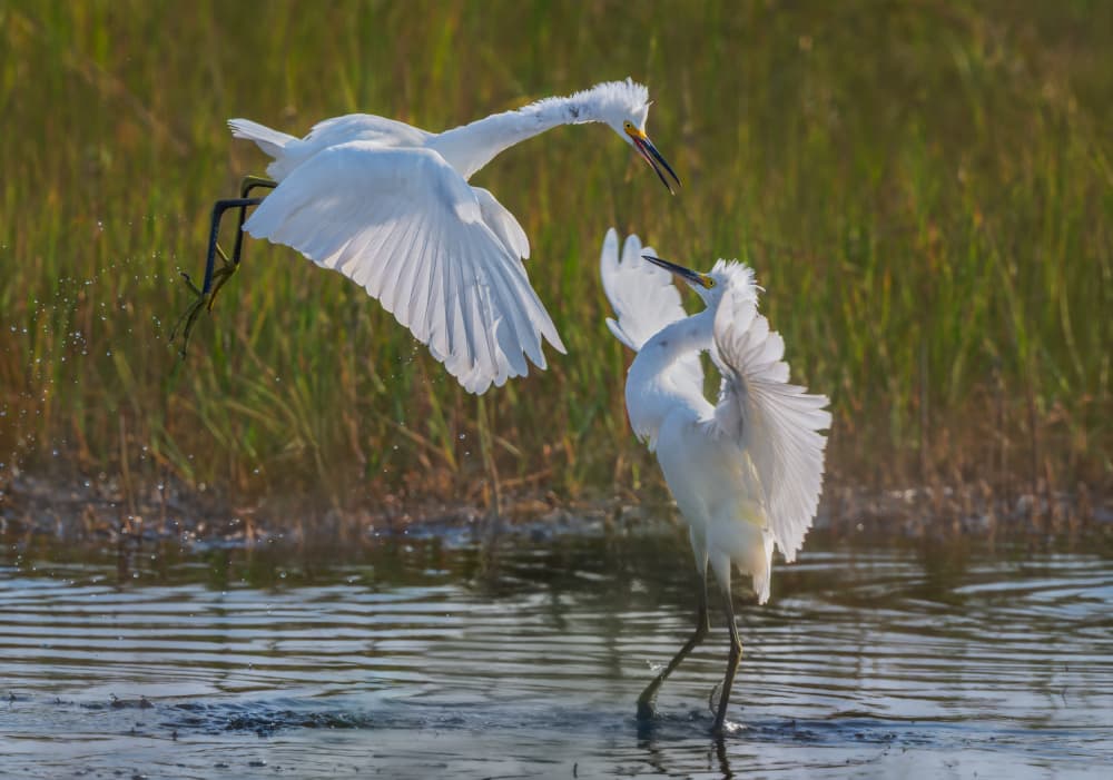 Egret Water Dance by Xiaobing Tian — canvas wall art