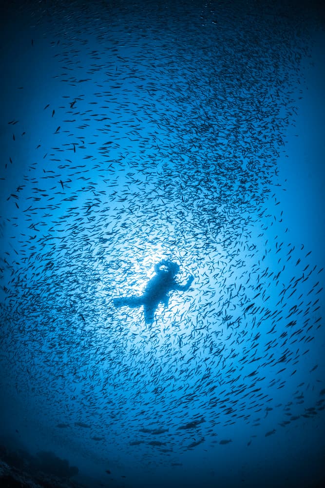 Diver Among Fish by Barathieu Gabriel — canvas wall art