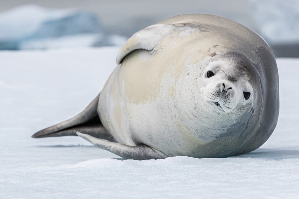 Curious Antarctic Seal by Richard Liu — canvas wall art