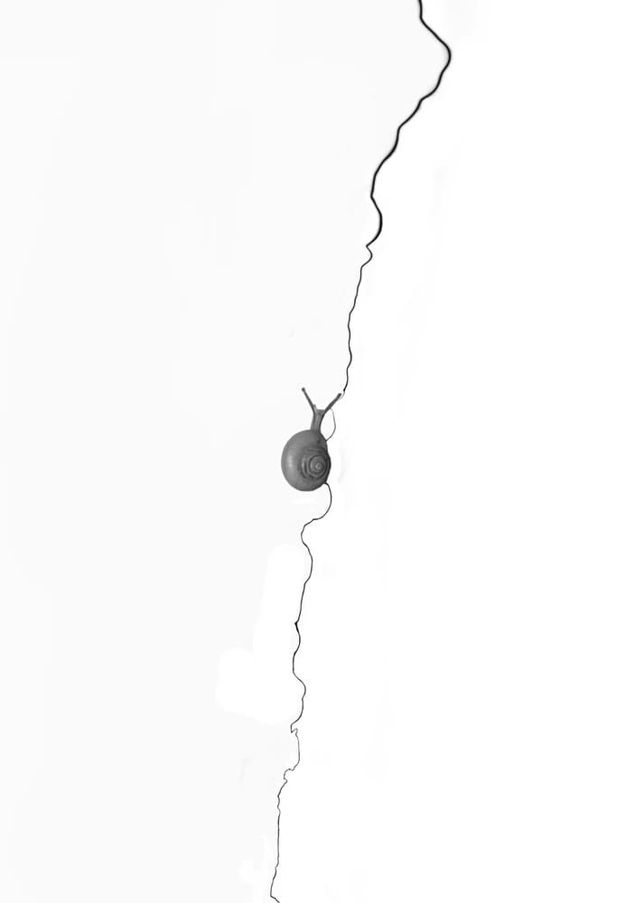 Snail On A Crack by Andi Halil — canvas wall art