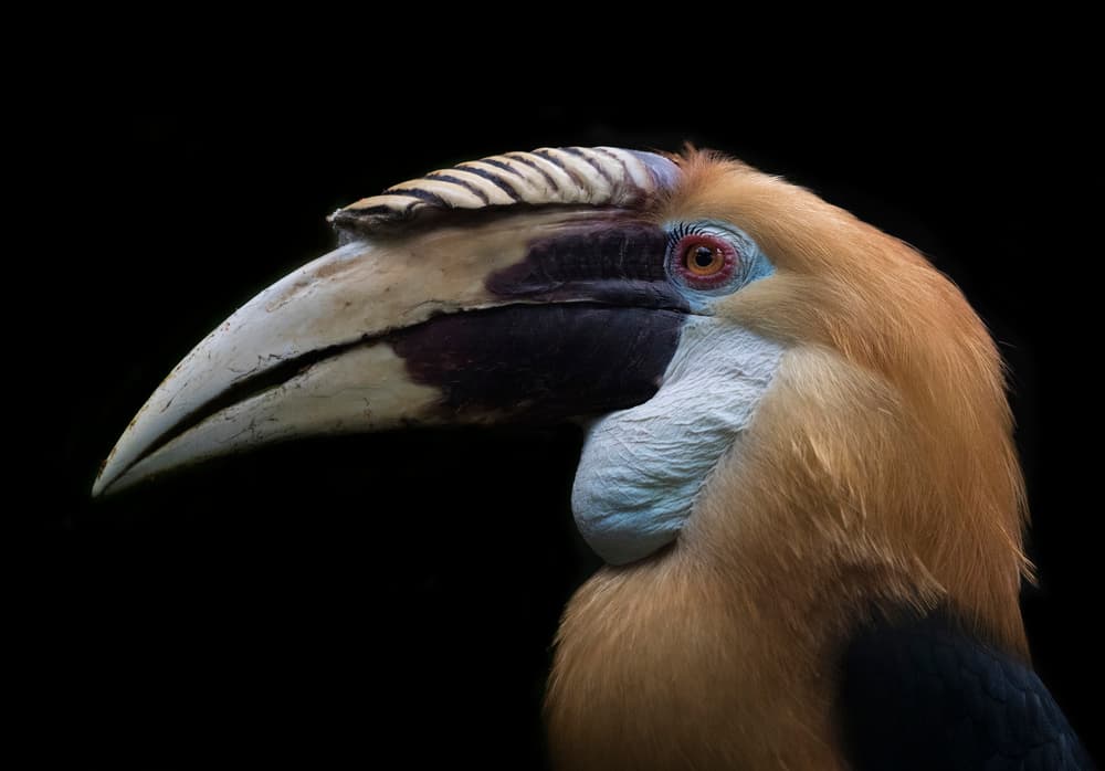 Majestic Hornbill Profile by C.S. Tjandra — canvas wall art
