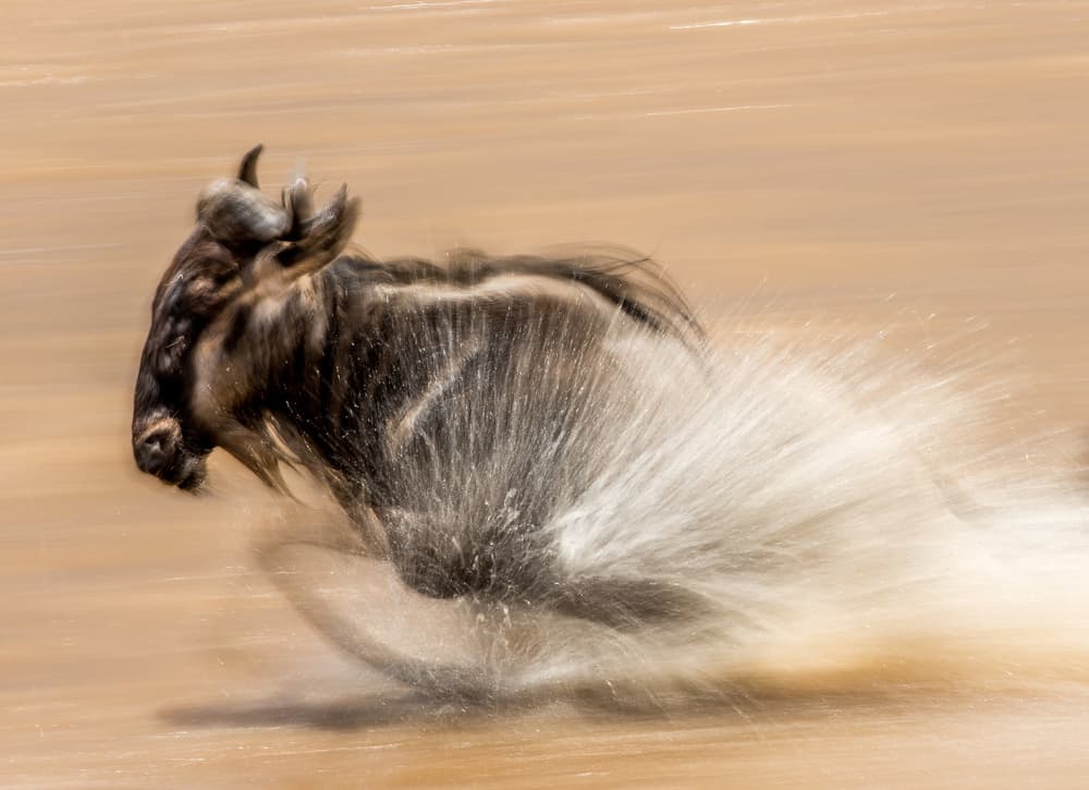 Wild Wildebeest Water Dash by Jaco Marx — canvas wall art