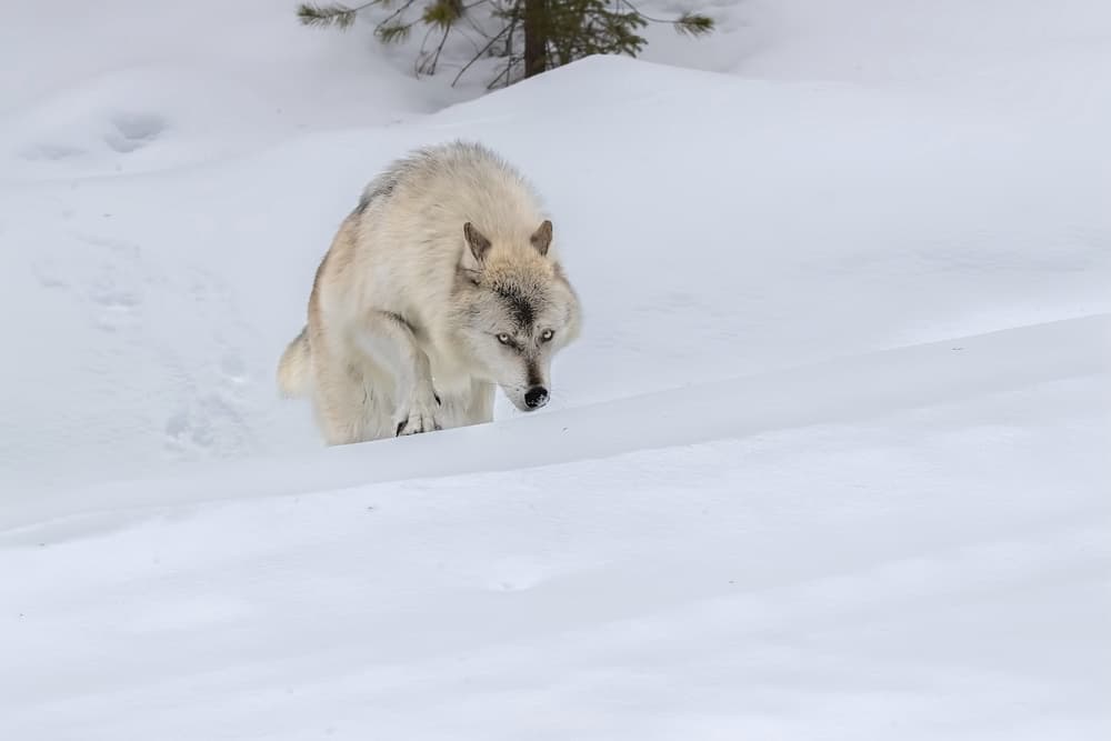 Focused Winter Wolf by Jun Zuo — canvas wall art
