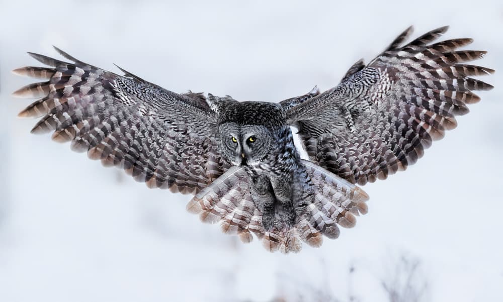 Great Grey Owl Flight by Jun Zuo — canvas wall art