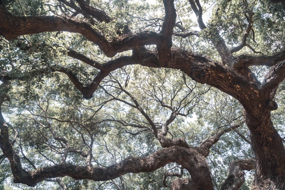 Ancient Oak Canopy by Courtney Crane — canvas wall art
