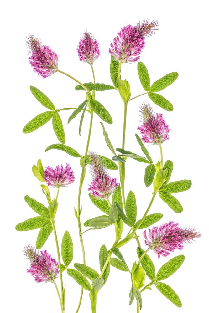Trifolium by Mandy Disher — canvas wall art