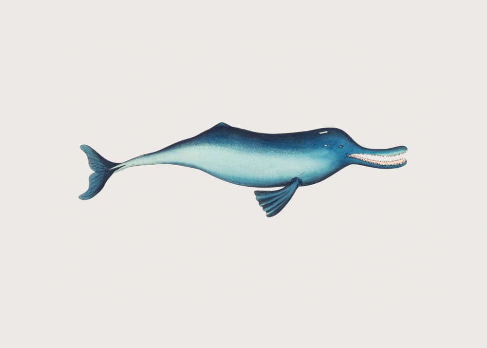 Gangetic Dolphin by George Shaw — canvas wall art