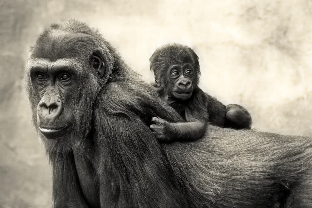 Gorilla Mother And Baby by Antje Wenner-Braun — canvas wall art