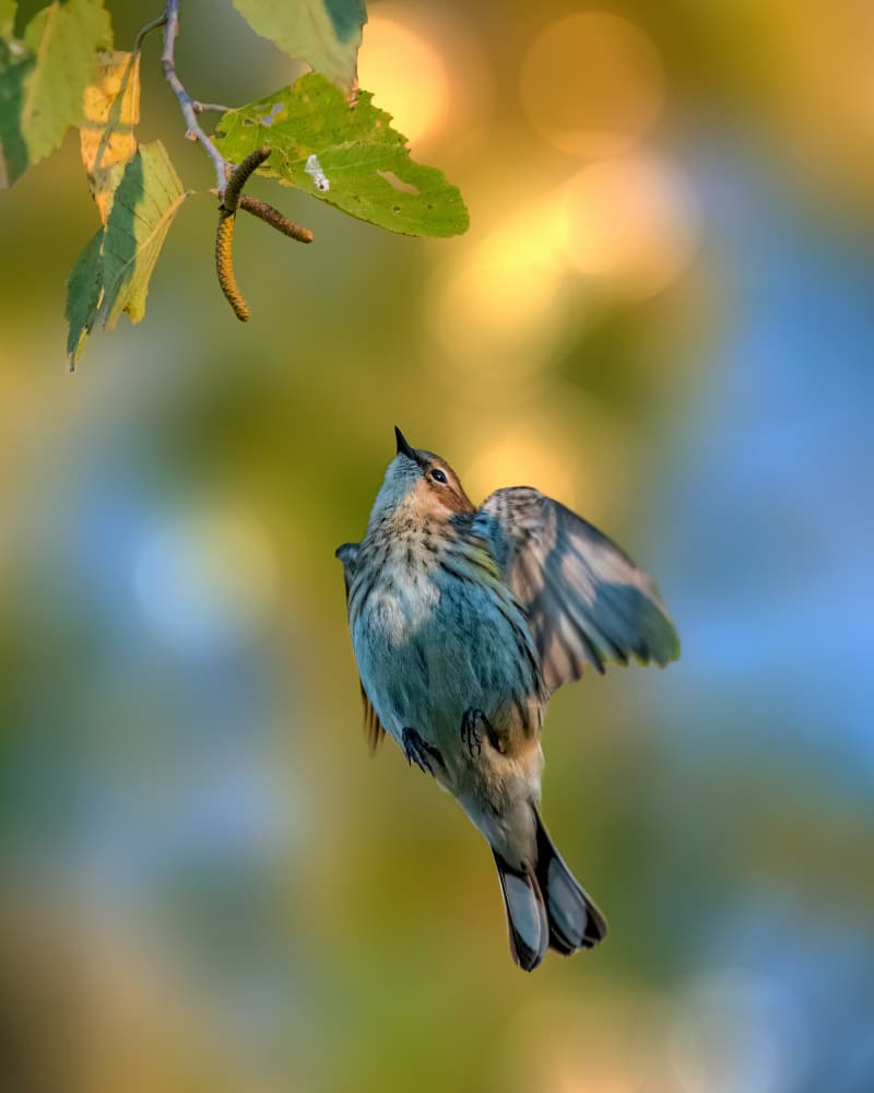 Yellow Warbler In Flight by Jacob (Jian) Xu — canvas wall art