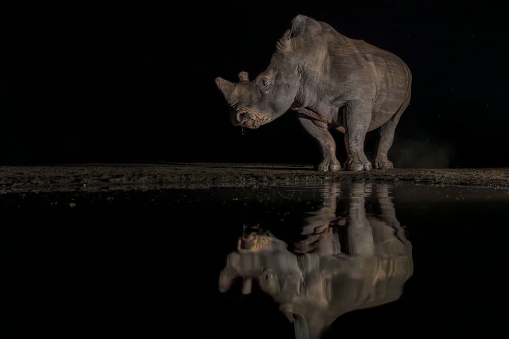 Rhino's Night Reflection by Jun Zuo — canvas wall art
